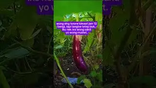 Belajar bertani di belakang rumah #shortvideo #fypシ #ponorogo #petani