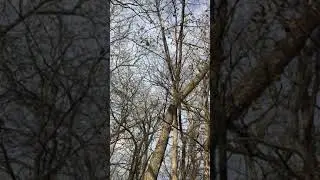 Common Buckthorn Blight - November 2021