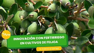 Innovación con fertirriego en cultivos de feijoa - TvAgro por Juan Gonzalo Angel Restrepo