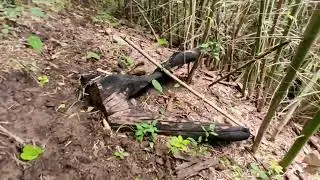 Music for relaxation with his little farm, Mae Daeng, hang Dam asmrforest, Huai Sompoi Farm Stay