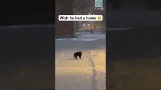 Stray cat playing in the snow 🥹 #shorts #cat #catlovers
