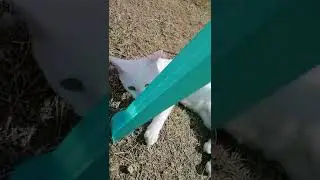 Angry Cat Cute & Funny Movements video |2022 |Kato in anger
