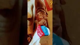 beast #sharpei #шарпейруби #шарпей