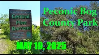 A Cool, Beautiful Sun Filled Day in the Pines at Peconic Bog County Park near Riverhead