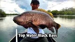 TOP WATER BLACK BASS || MENCARI SAMBARAN IKAN IDAMAN ANGLER