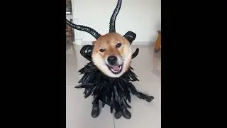 #funny #dog #cosplay  #pets  #dogcostume #cute #mascotcosplay #cosplayinspo #outfit #genshinimpact