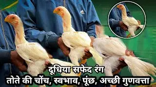 तोते जैसी चोंच, तमिलनाडु की नस्ल, दूधिया सफेद रंग
