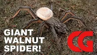 Giant Walnut Spider!