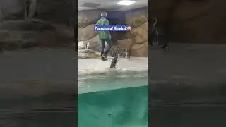 Humboldt penguins in Mumbai zoo!😍.....#shorts #penguin #youtube