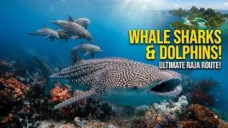 This Dive Route Has Everything: Whale Sharks, Dolphins & Vibrant Reefs: Triton Bay to Raja! | 4K
