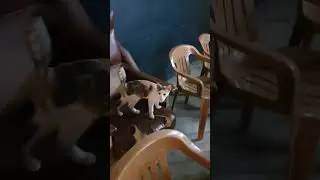 cyprus street cat