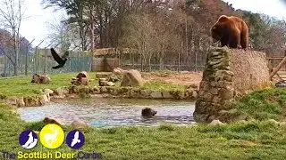 Bear's Pool Party! - The Scottish Deer Centre