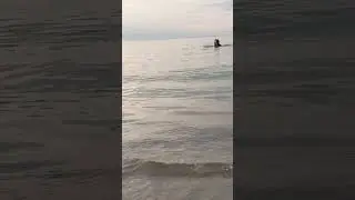 Очень тёплая вода 💦 #балтийскоеморе #море #Зеленоградск #шортс #video #лето2024 #15august