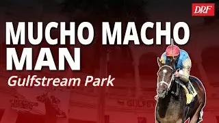 Анализ и прогнозы Mucho Macho Man на стадионе Gulfstream Park