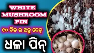 White mushroom pin available in the mushroom bed //paddy straw mushroom pin growing stage