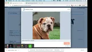 DoggieDashboard Doggie Daycare & Boarding Software Demo