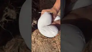 Rubber tree harvest 🤝 overactivated slime #ASMR #slime #satisfying #oddlysatisfying #rubber