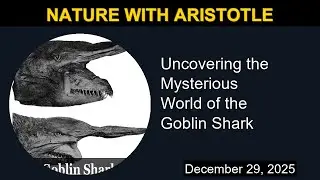 The Mysterious World of the Goblin Shark | Nature with Aristotle