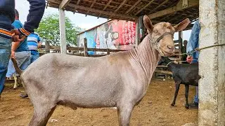 CARNEIROS DE VÁRIAS RAÇAS É NA FEIRA DE CARUARU PE, ALÉM DE SUÍNOS! (29/07/25)