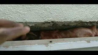 HOW TO REPLACE OLD WINDOW MOULDING ON A STUCCO HOUSE