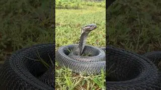 The Indian Spectacle Cobra 🐍 #shorts #shortvideo #short #tranding #trendingshorts #spectaclecobra