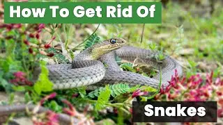How to Get Rid of Snakes from Your Home Instantly