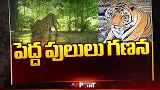 పెద్ద పులులు గణన ..Tiger Census In nallamala forest At Kurnool | M-STrIPES | TV5 News