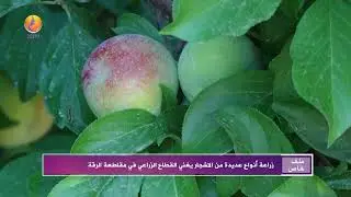 JINTV | زراعة أنواع عديدة من الاشجار يغني القطاع الزراعي في مقاطعة الرقة