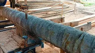 Amazing Coconut Tree Sawing Action with Perfect Cuts on Premium Logs
