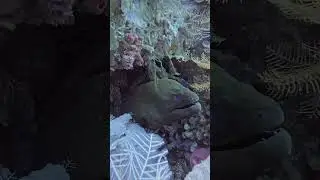 Finding a Giant Moray's Home | Talk to the Fish #coralreef #fish #diving #bali