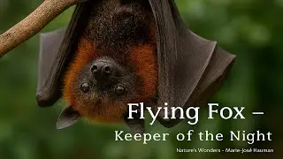 Flying Fox &mdash; Keeper of the Night #flyingfox #natureswondersmariejosehauman #songnew #batlovers