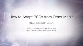 How to adapt pluripotent stem cells from other PSC media into Essential 8 Medium