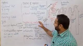 Nephron Structure and Function, Homeostasis, FSC Biology Book 2