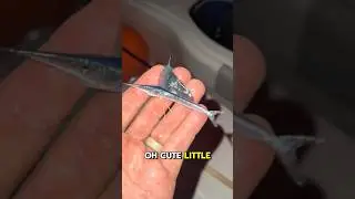 Caught this cute little sailfish in a net #pescasub #mar #barcopesqueiro