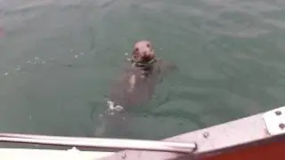Shark eats seal