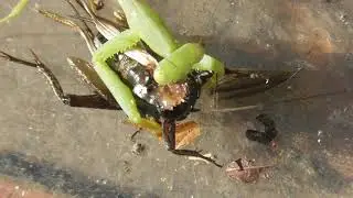 Praying Mantis eats cricket alive
