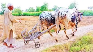 Plowing Field with Bulls || Old method of plowing With oxen || Bull Powered Plowing