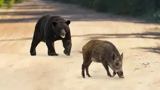This Bear Attacked a Boar &mdash; Big Mistake
