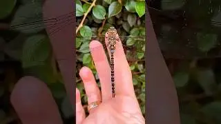 Amazing Dragonfly Facts You Won&rsquo;t Believe! #shorts #facts