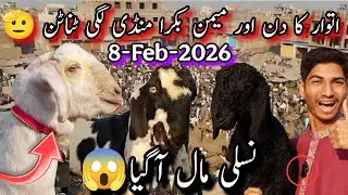 Sunday Memon Goth Bakra Mandi Latest Updates 🥰 | Nasli Maal Aagaya😱| 8-2-2026 | Bakra Mandi Rates