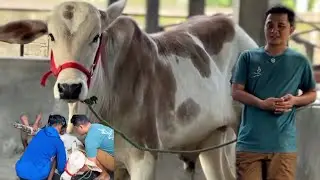 PENGOBATAN SAPI YANG SAKIT DI BERKAH SETIA FARM🔥🔥🔥