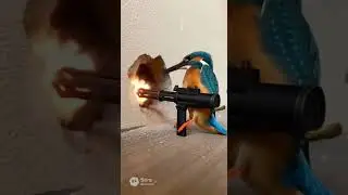 animal machine-gun #funny #cute #animals
