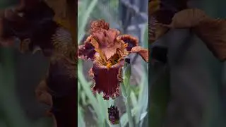#iris #garden #flowers #floriculture #plants #perennial #botany #bloom #beautiful #ирис #сад #цветы