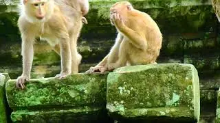 Monkeys at Bayon temple​​ in cambodai