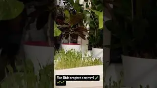 #microplante Ziua 10 de crestere a mazarei
