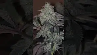 Day42 #rainbow #sherbert #RS11 grown under #marshydro #Fce3000 #acinfinity #evo3 and #controller69
