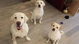 Chief Surprises Lucy And Princess!!