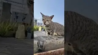 Babita's whisker world is live two cat funny video 🤣#catvideos #cat #funny #comedy 