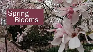 Spring bulb update🪴Mini neighborhood window box tour