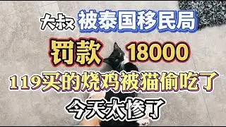 大叔被泰国移民局罚款18000，去超市购物回来发现买的烧鸡被猫吃了，今天太惨了